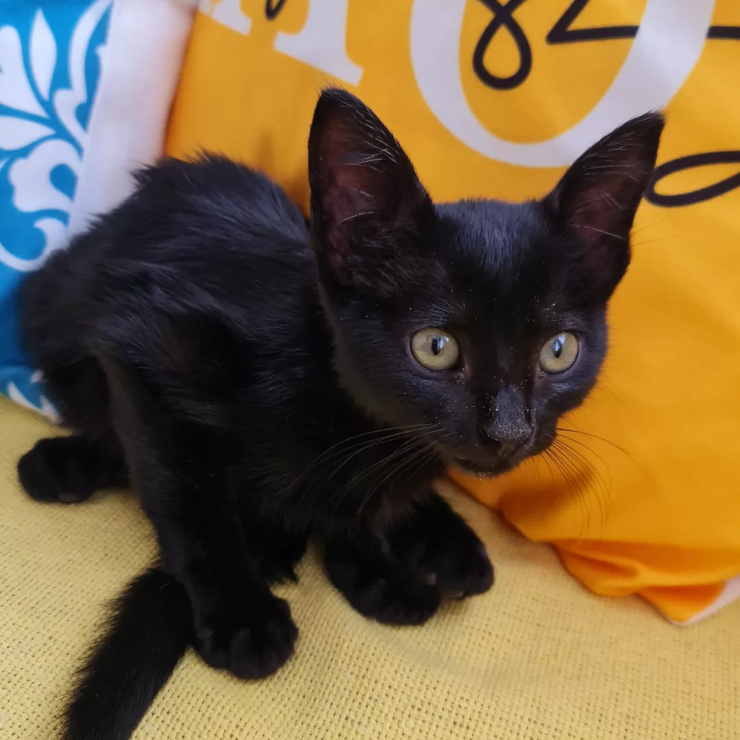 Puma - Sem Raça Definida