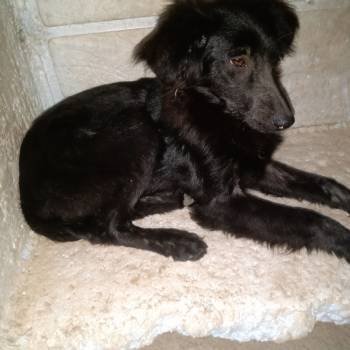Belinha imagem 1 - 