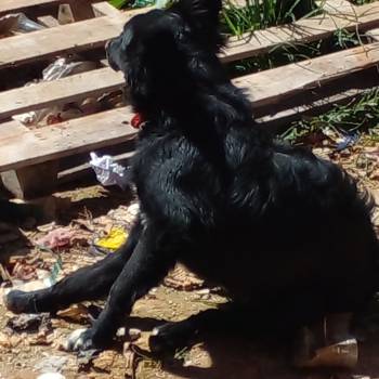 Urso imagem 1 - 