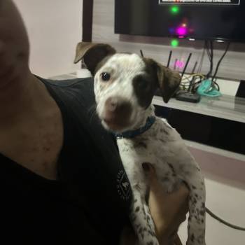 Snoopy imagem 1 - 