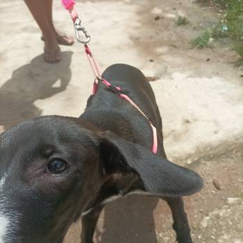 Pitaya imagem 1 - 