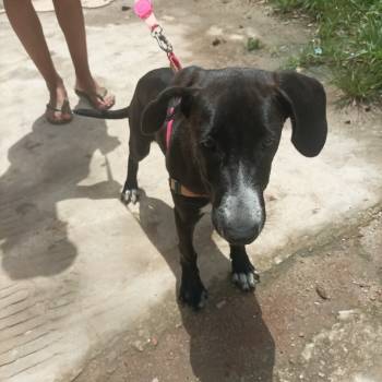Pitaya imagem 2 - 