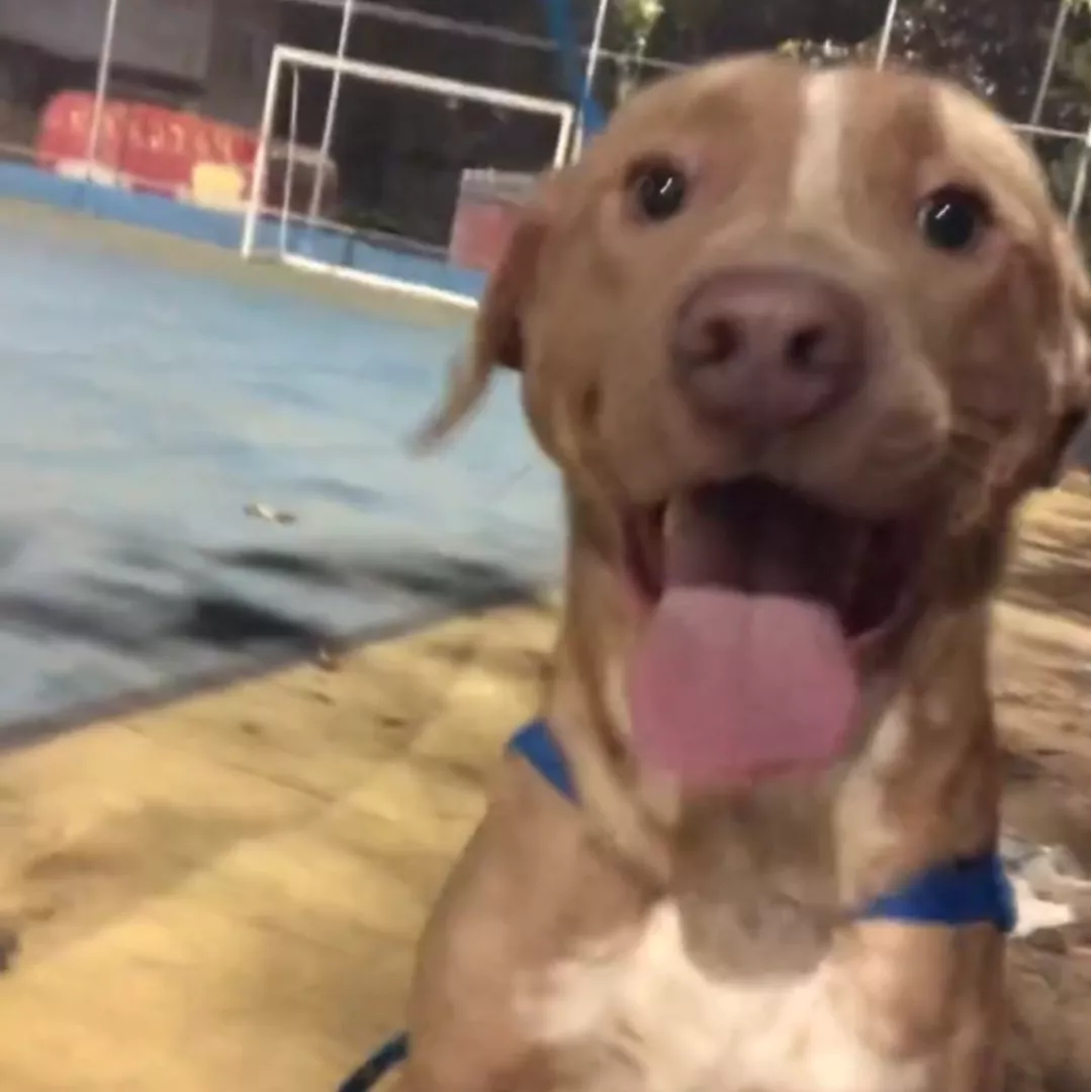 Simba - Sem Raça Definida