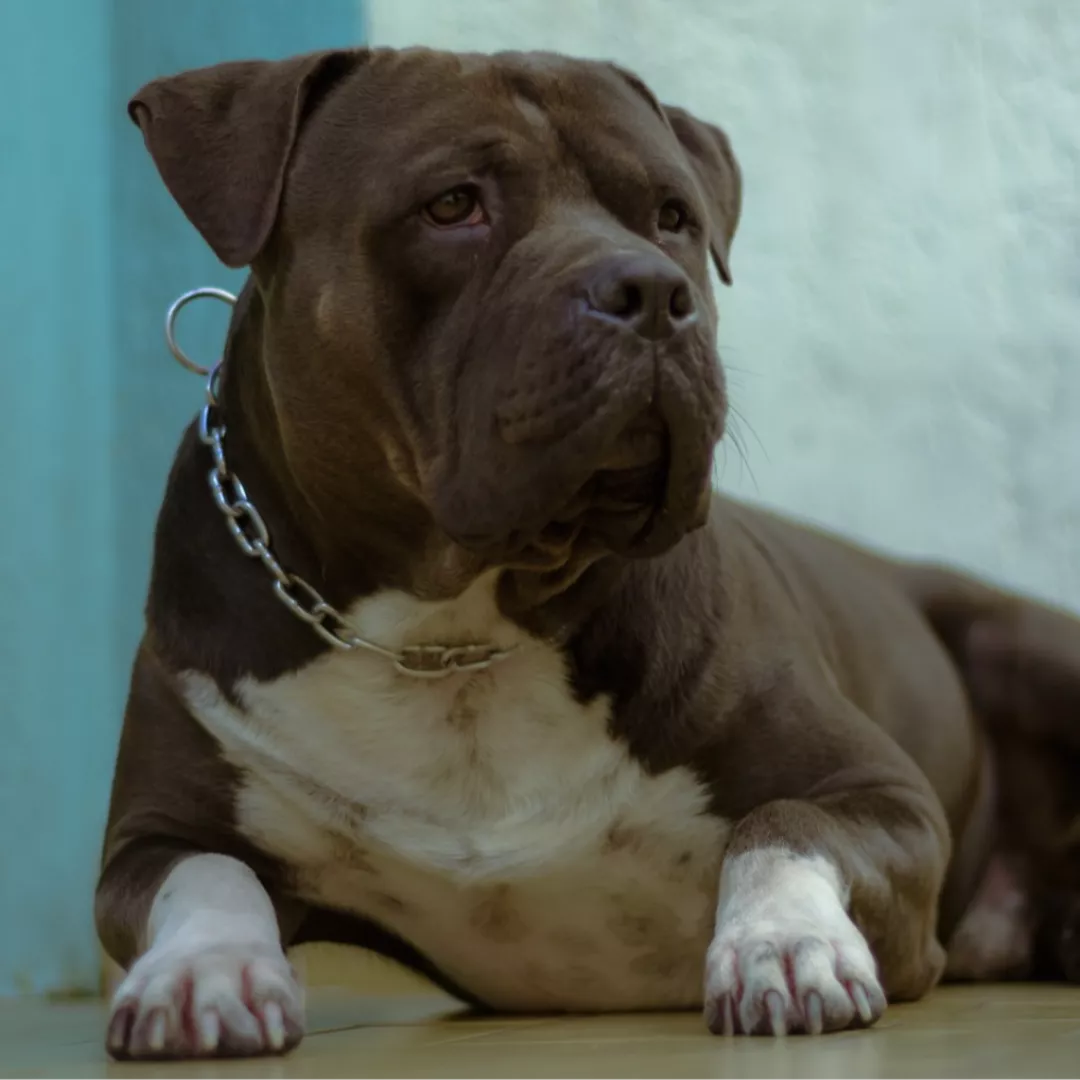 Badoo - Sem Raça Definida