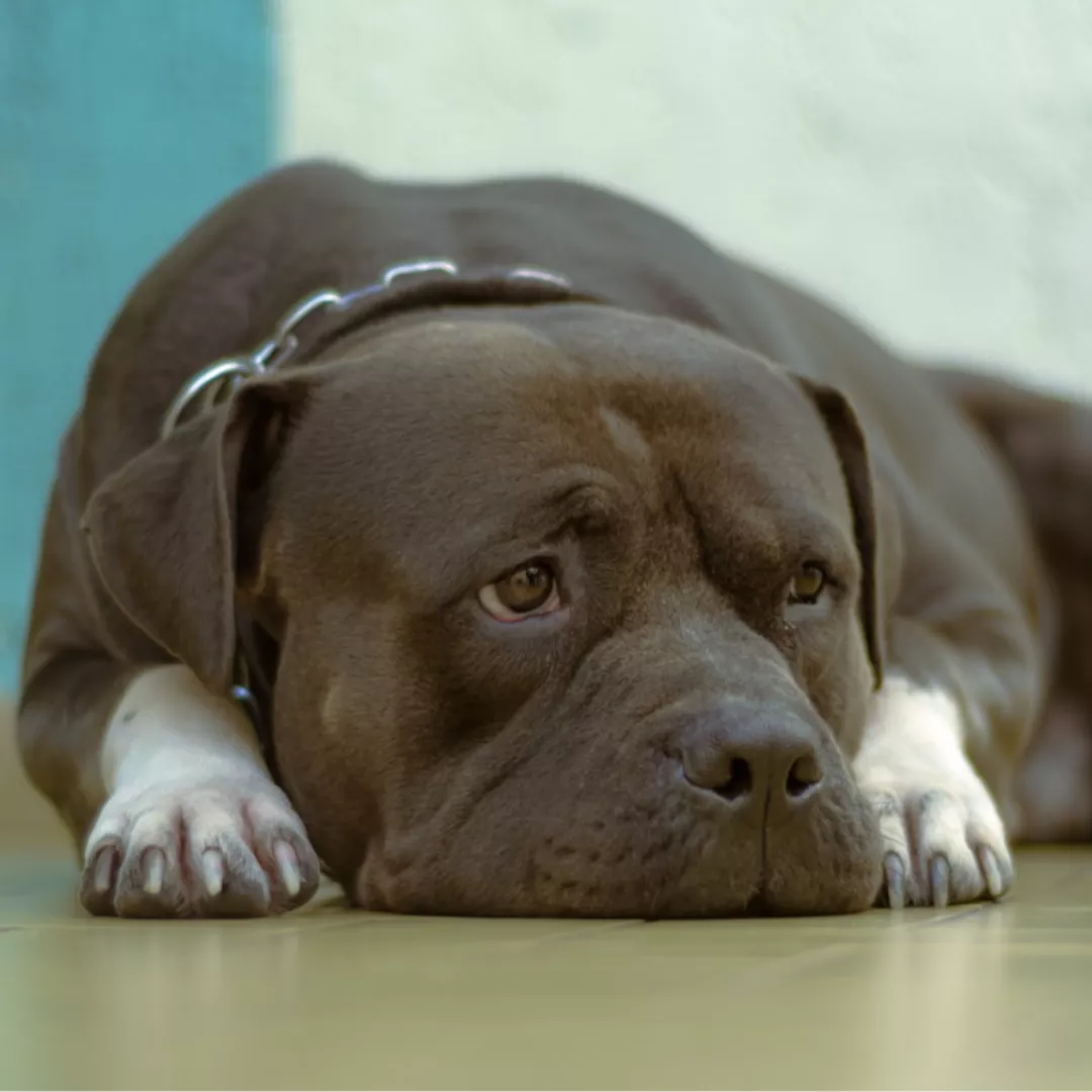 Badoo - Sem Raça Definida