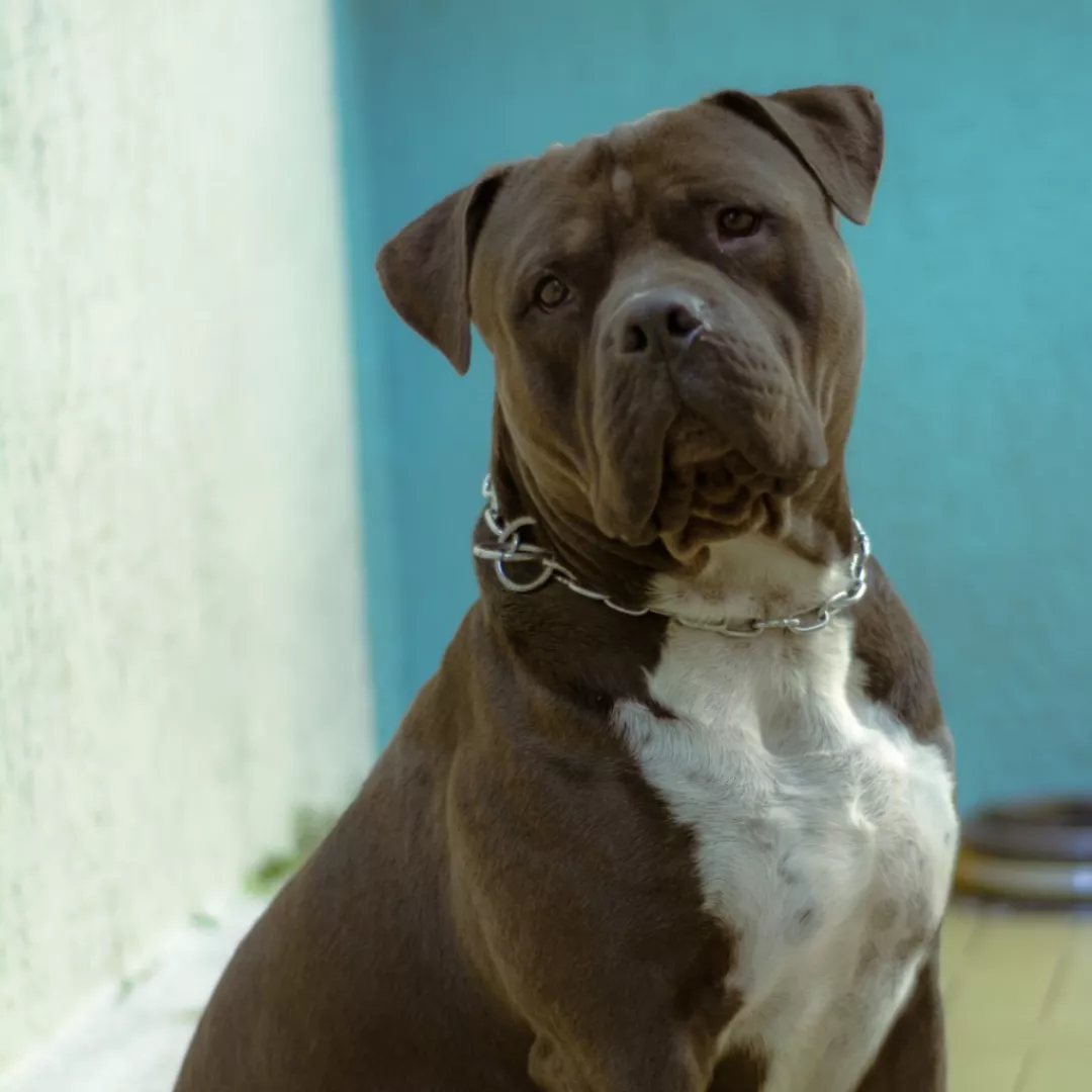 Badoo - Sem Raça Definida