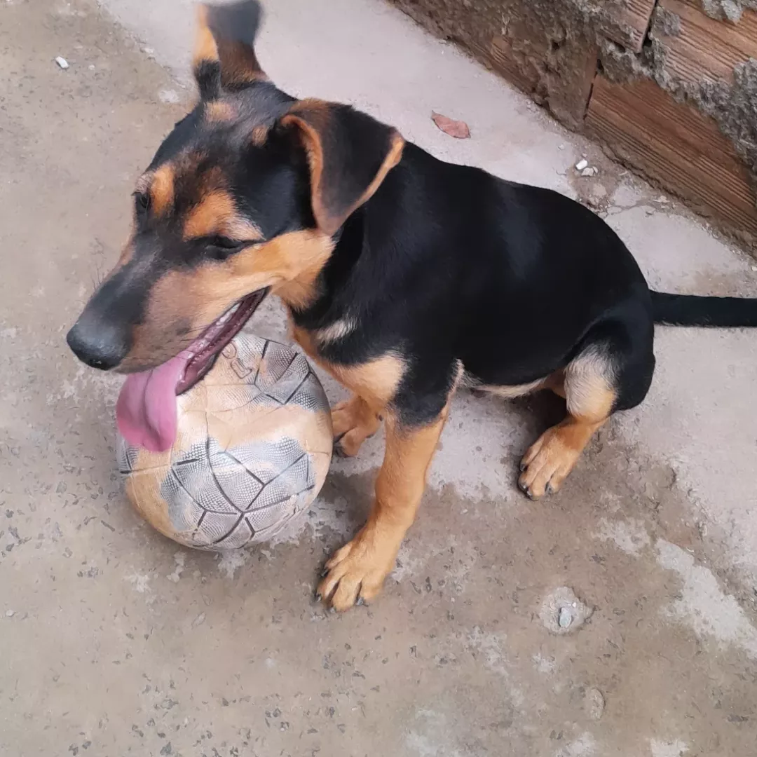 Apollo - Pastor Alemão