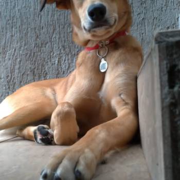 Sandy imagem 1 - 