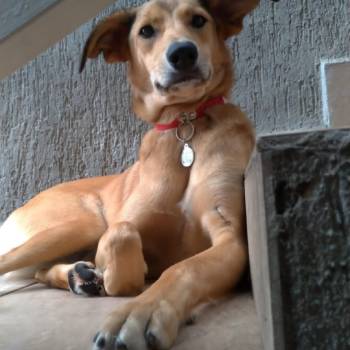 Sandy imagem 2 - 