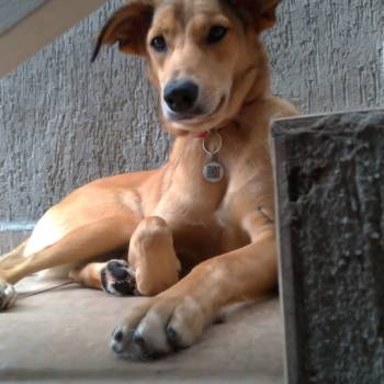 Sandy imagem 3 - 
