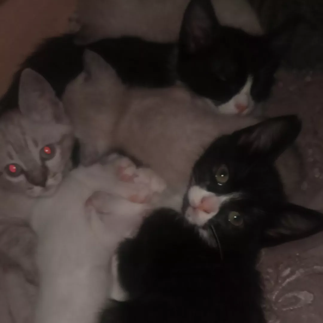 Não Tem Nome Ainda - Sem Raça Definida