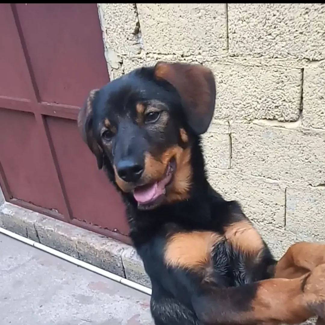 Princesa Helena - Sem Raça Definida