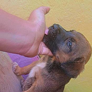 Kiaracaio imagem 1 - 
