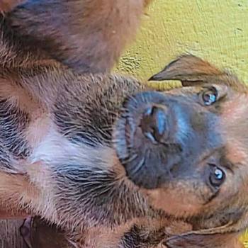 Kiaracaio imagem 2 - 