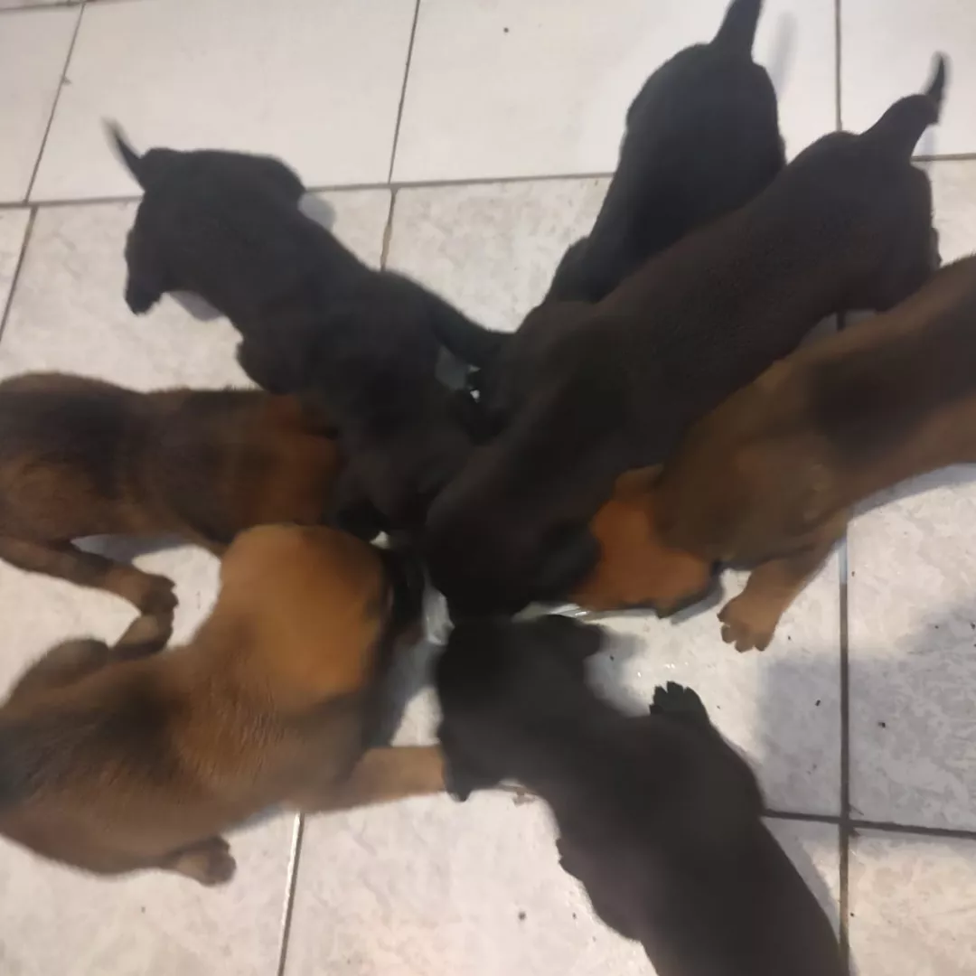 Filhotes - Sem Raça Definida