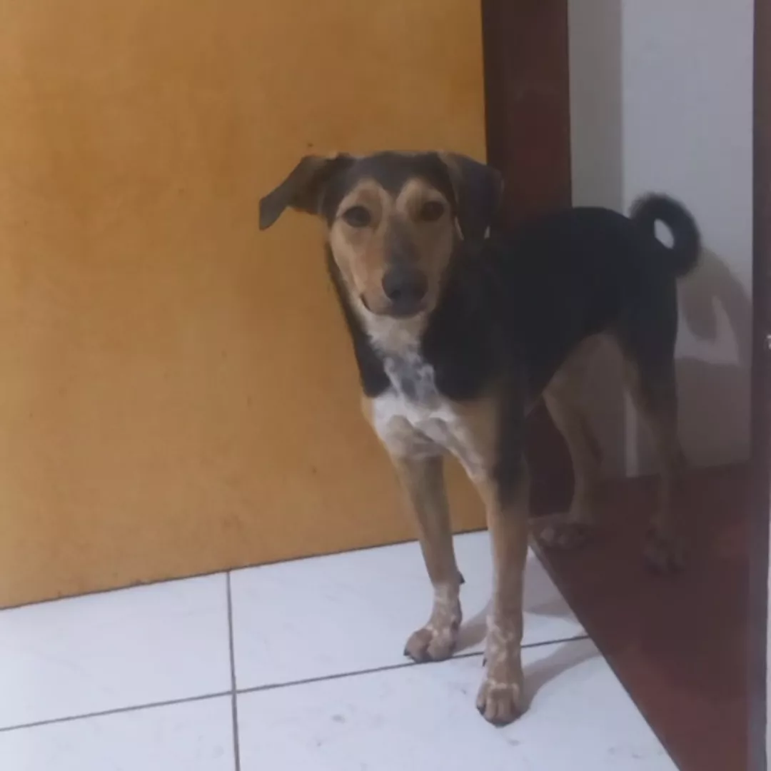 Thor - Sem Raça Definida