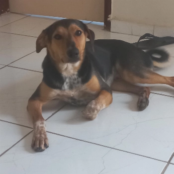 Thor imagem 1 - Sem Raça Definida