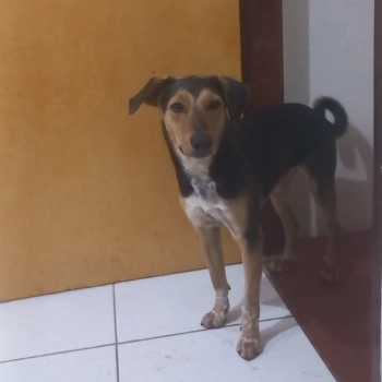 Thor imagem 2 - Sem Raça Definida