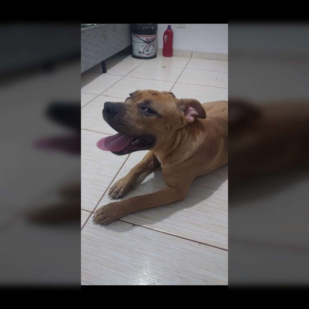 Sansão É O Caramelo Apollo O Manchado - 