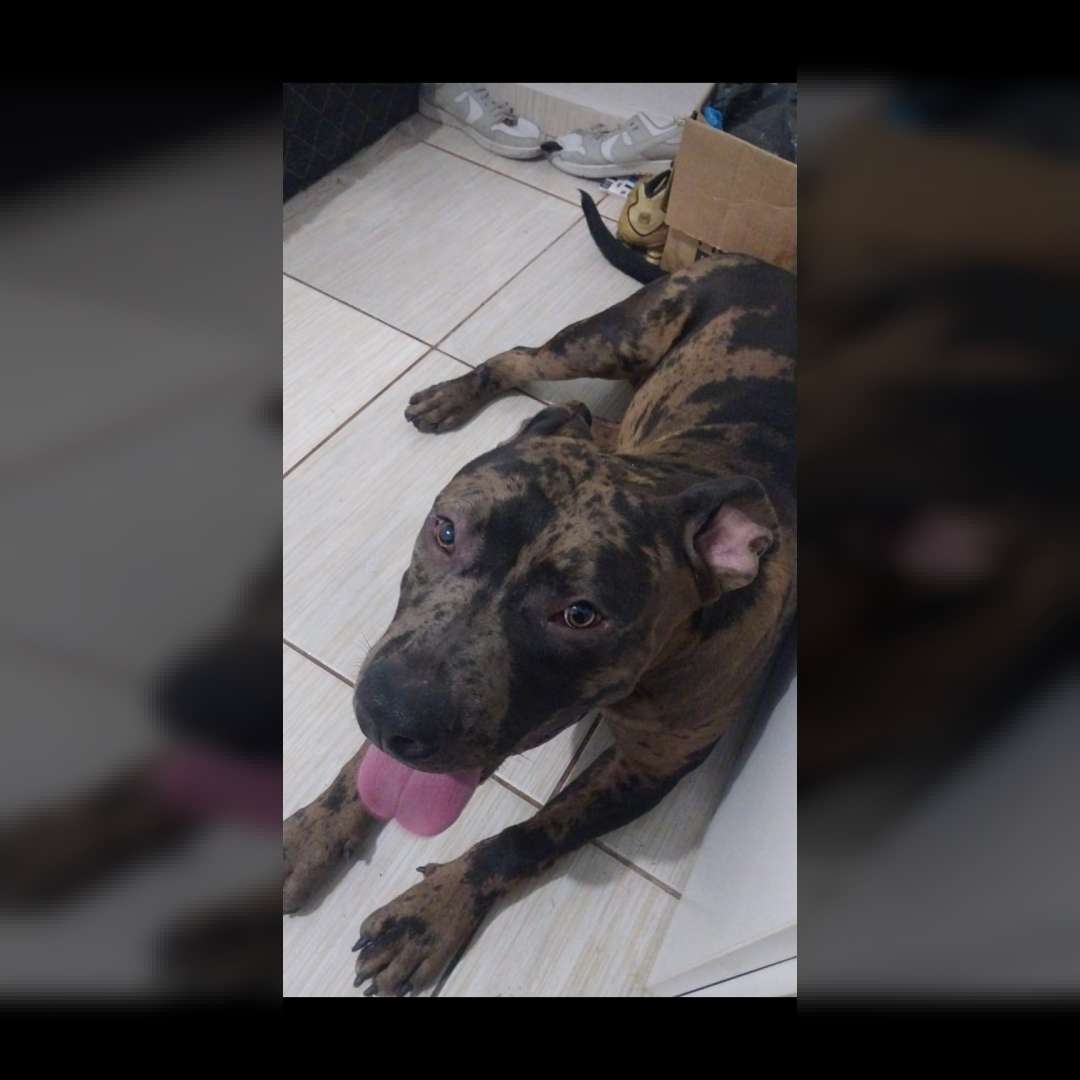 Sansão É O Caramelo Apollo O Manchado - 