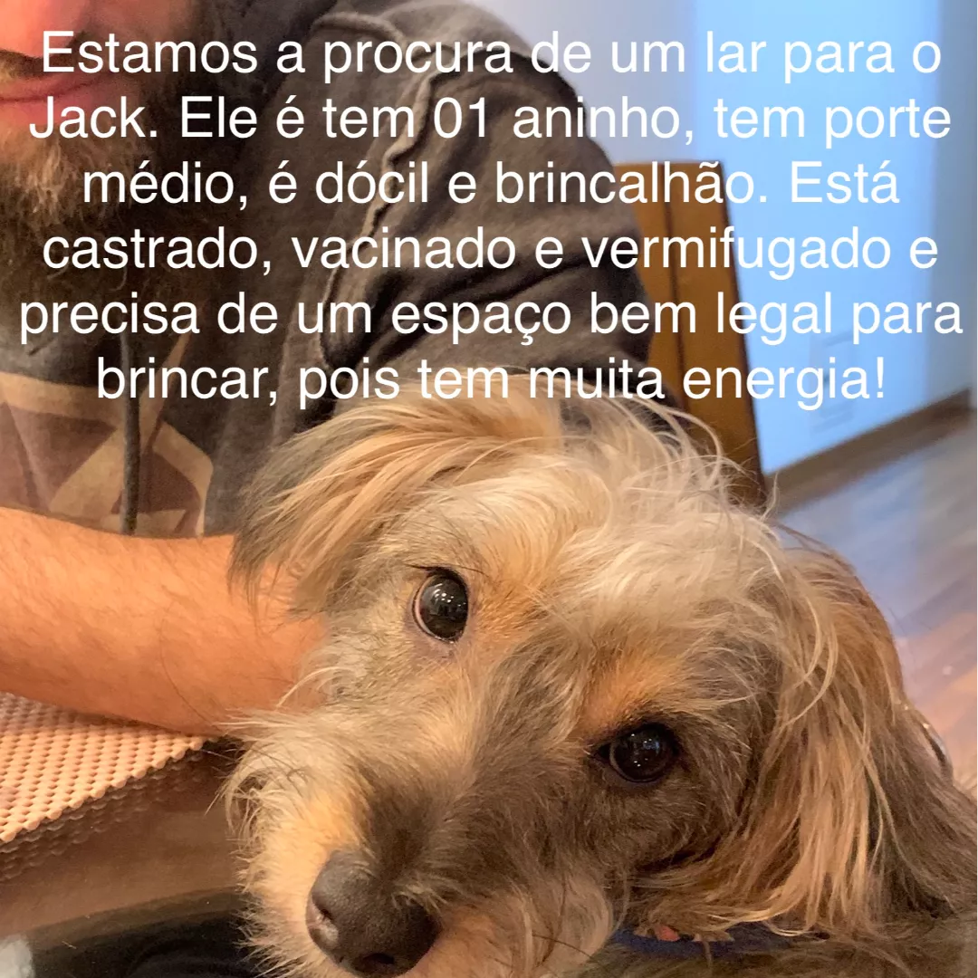 Jack - Sem Raça Definida