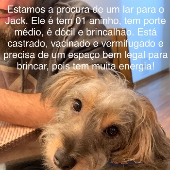 Jack imagem 1 - Sem Raça Definida
