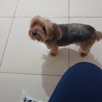 Paçoca imagem 1 - 