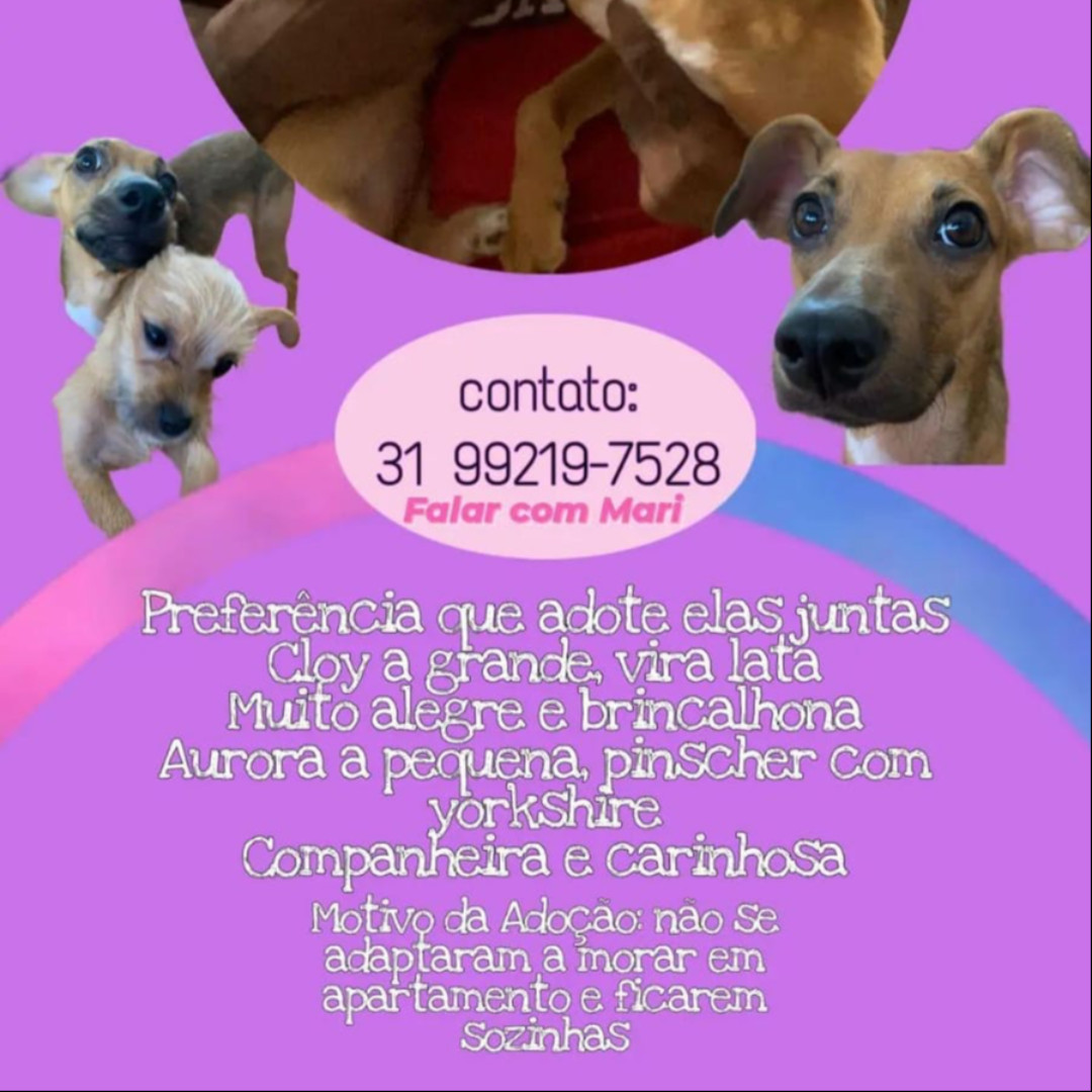Cloy E Aurora imagem 1 - Sem Raça Definida