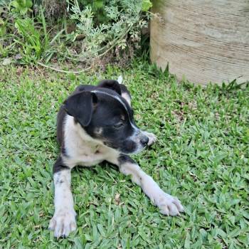 Mescladinho imagem 1 - 