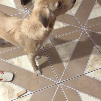 Luna imagem 1 - 