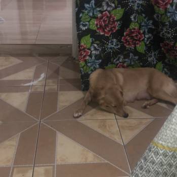 Luna imagem 2 - 