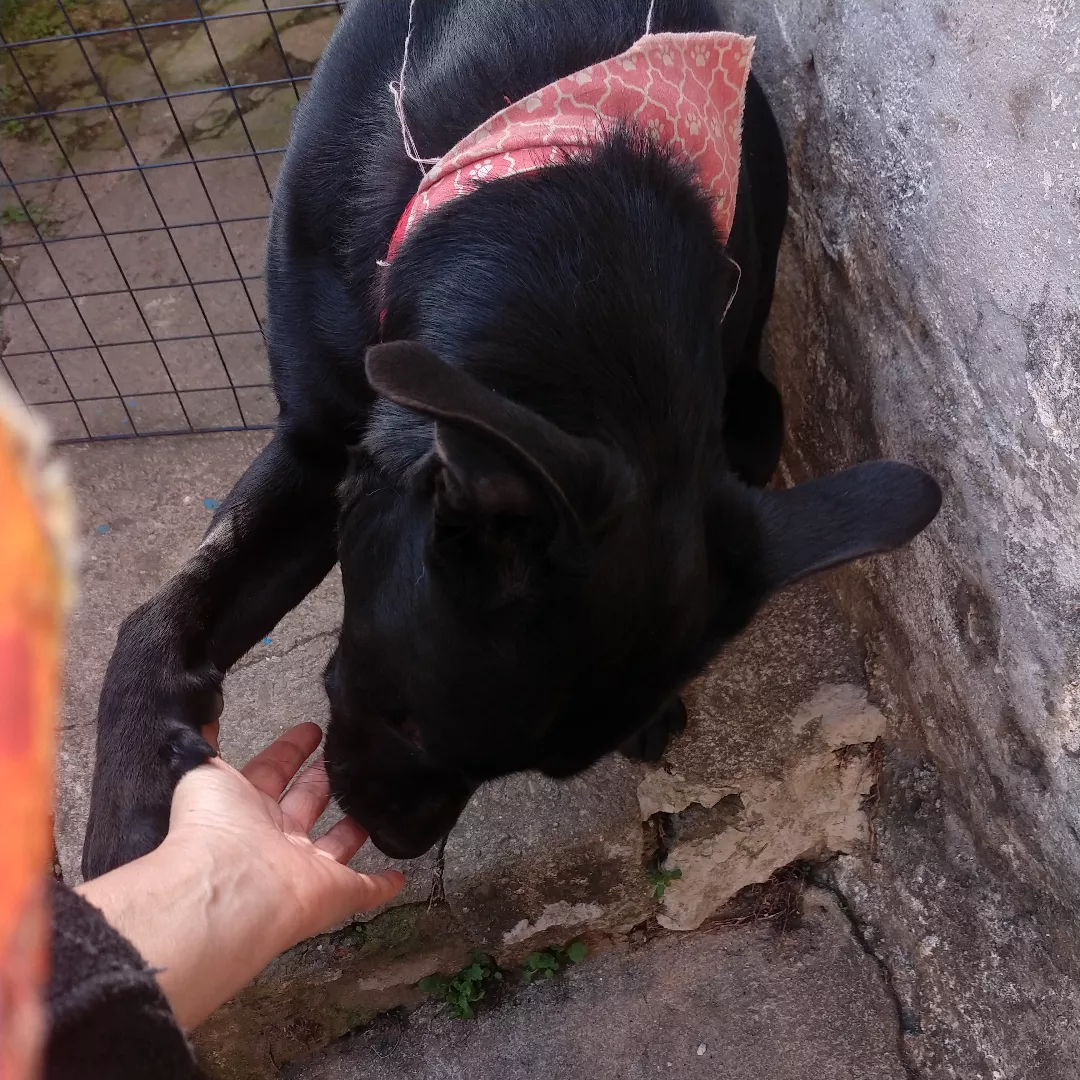 Thor - Sem Raça Definida