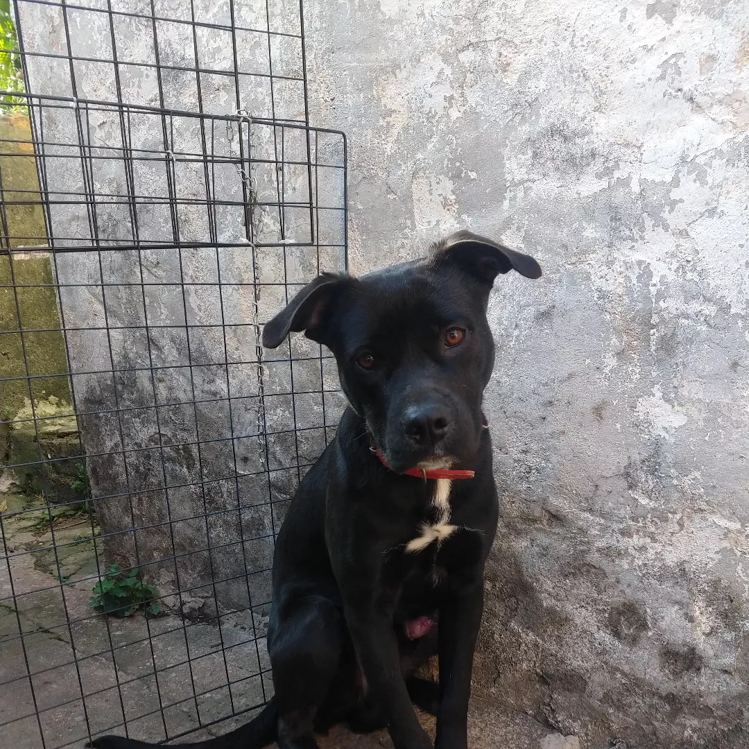 Thor - Sem Raça Definida