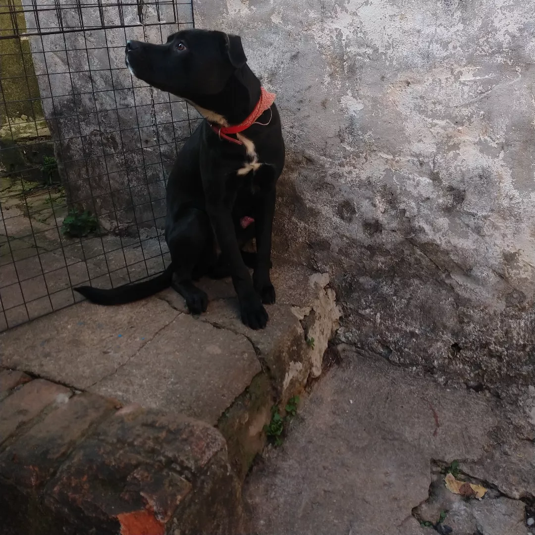 Thor - Sem Raça Definida