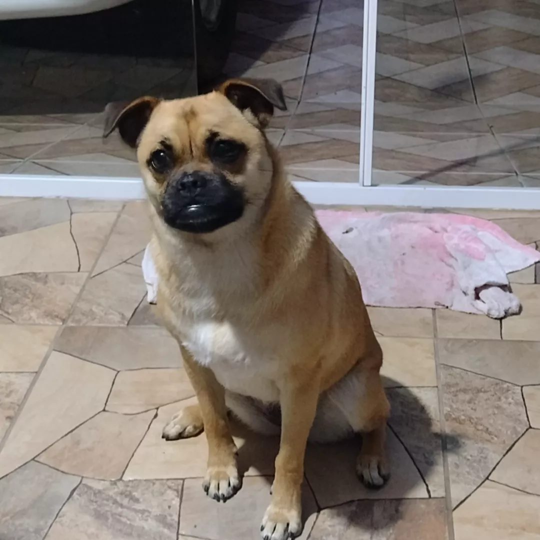 Amora - Sem Raça Definida