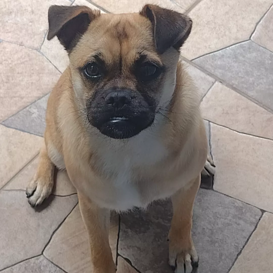 Amora - Sem Raça Definida