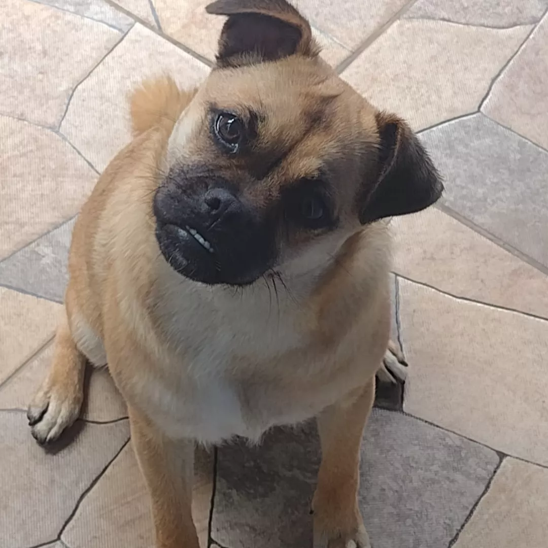 Amora - Sem Raça Definida