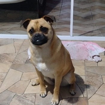 Amora imagem 1 - Sem Raça Definida