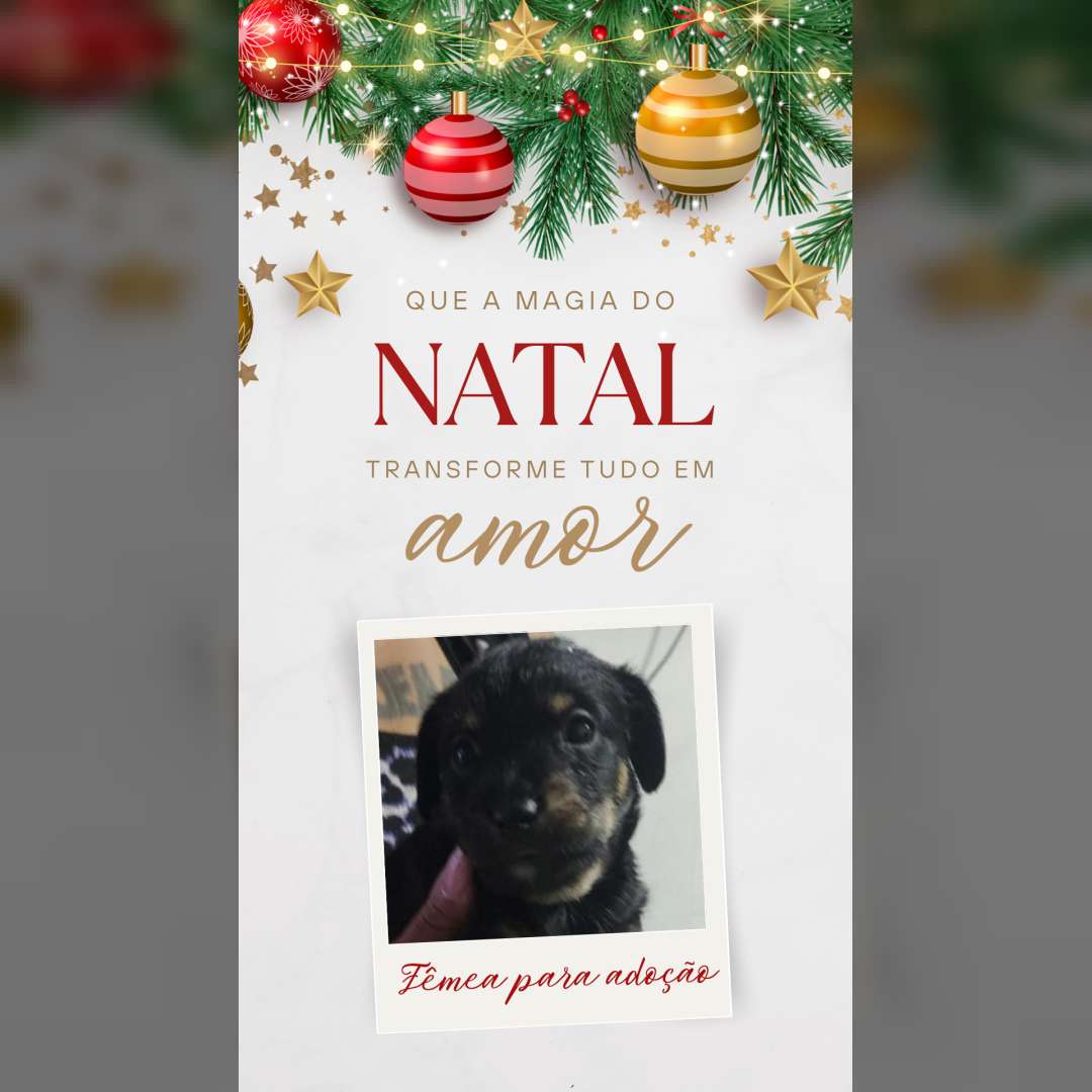 Adoção Responsável - 