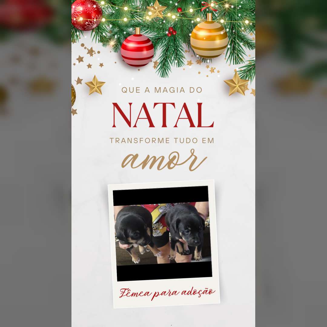 Adoção Responsável - 