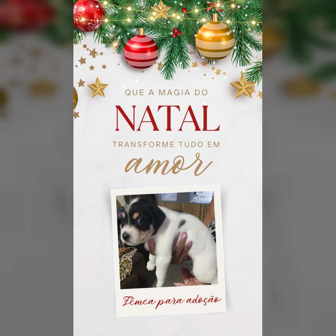 Adoção Responsável - 