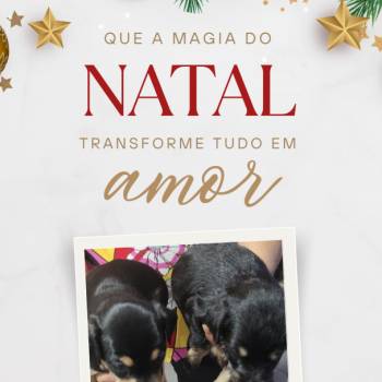Medio imagem 2 - 