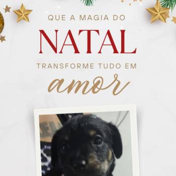 Adoção Responsável imagem 1 - 