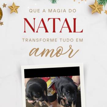 Adoção Responsável imagem 2 - 