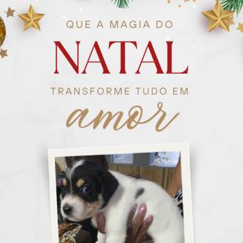 Adoção Responsável imagem 3 - 