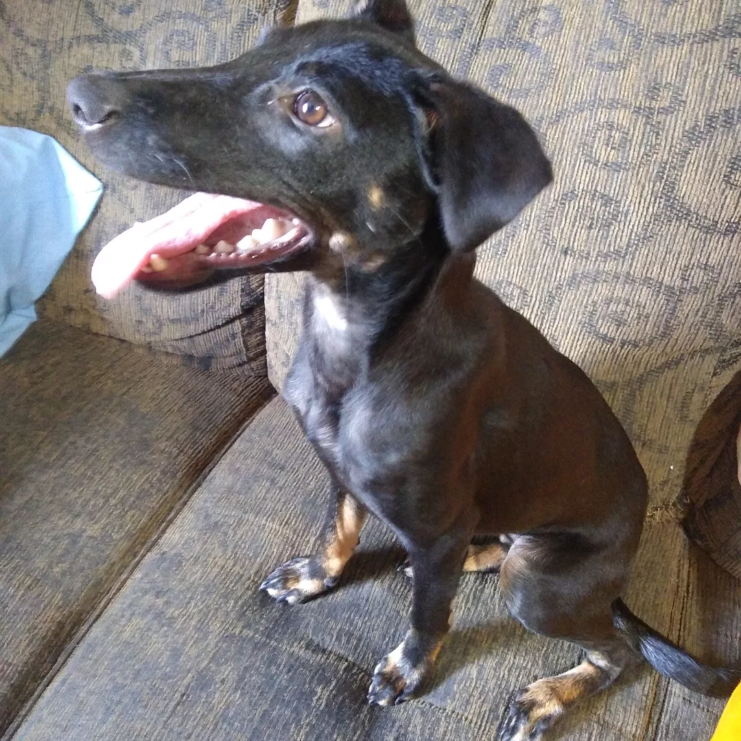 Amora - Sem Raça Definida