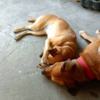 Dulk E Soninho imagem 2 - 