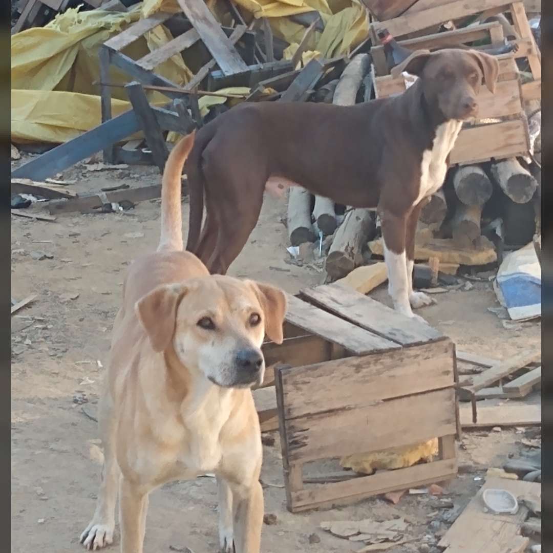 Pintado Bola Marron Caramelo - 