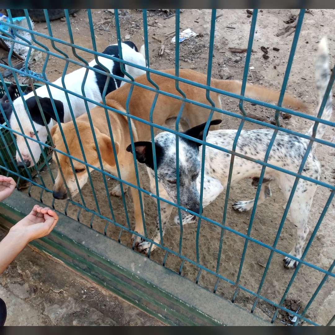 Pintado Bola Marron Caramelo - 