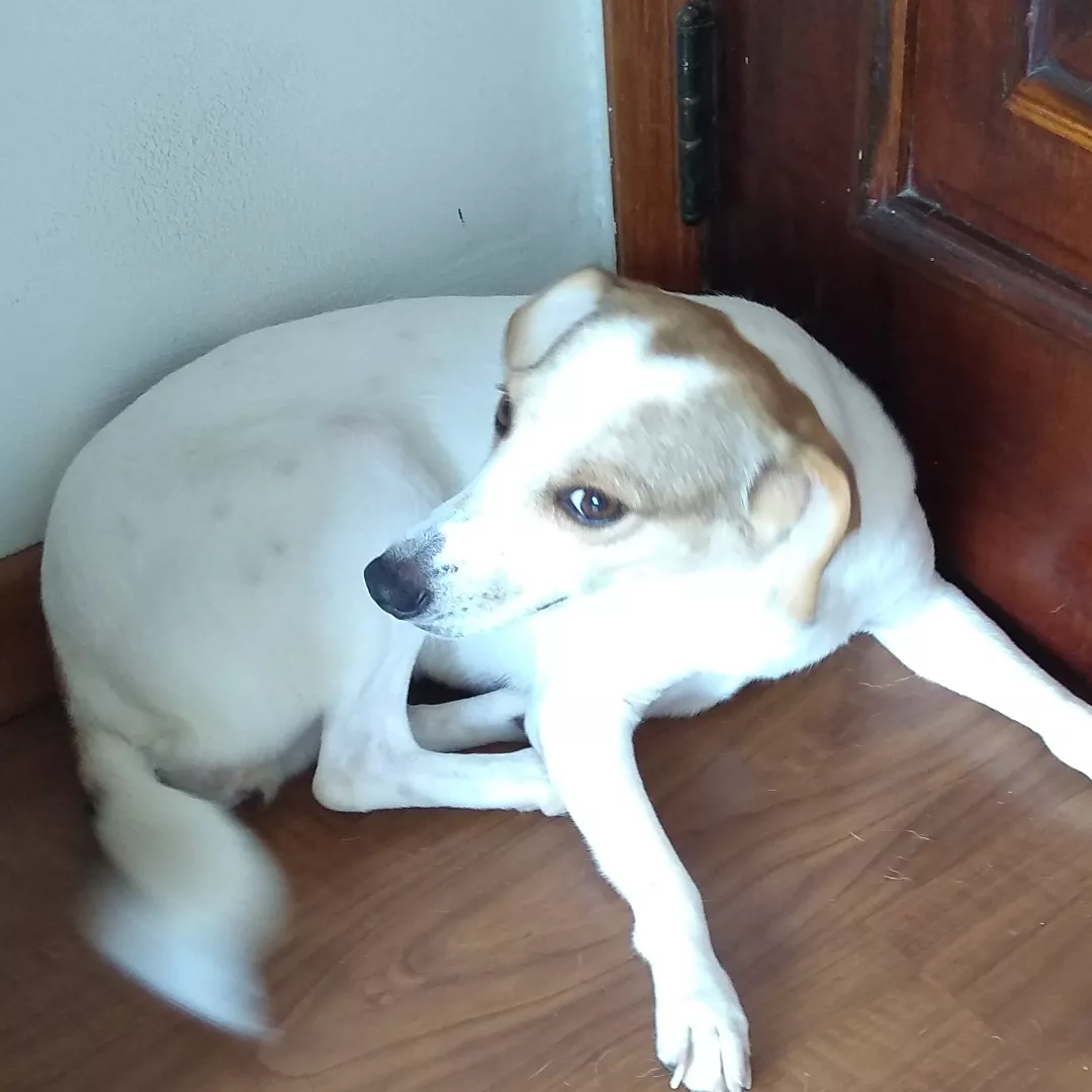 Branquinha - Sem Raça Definida